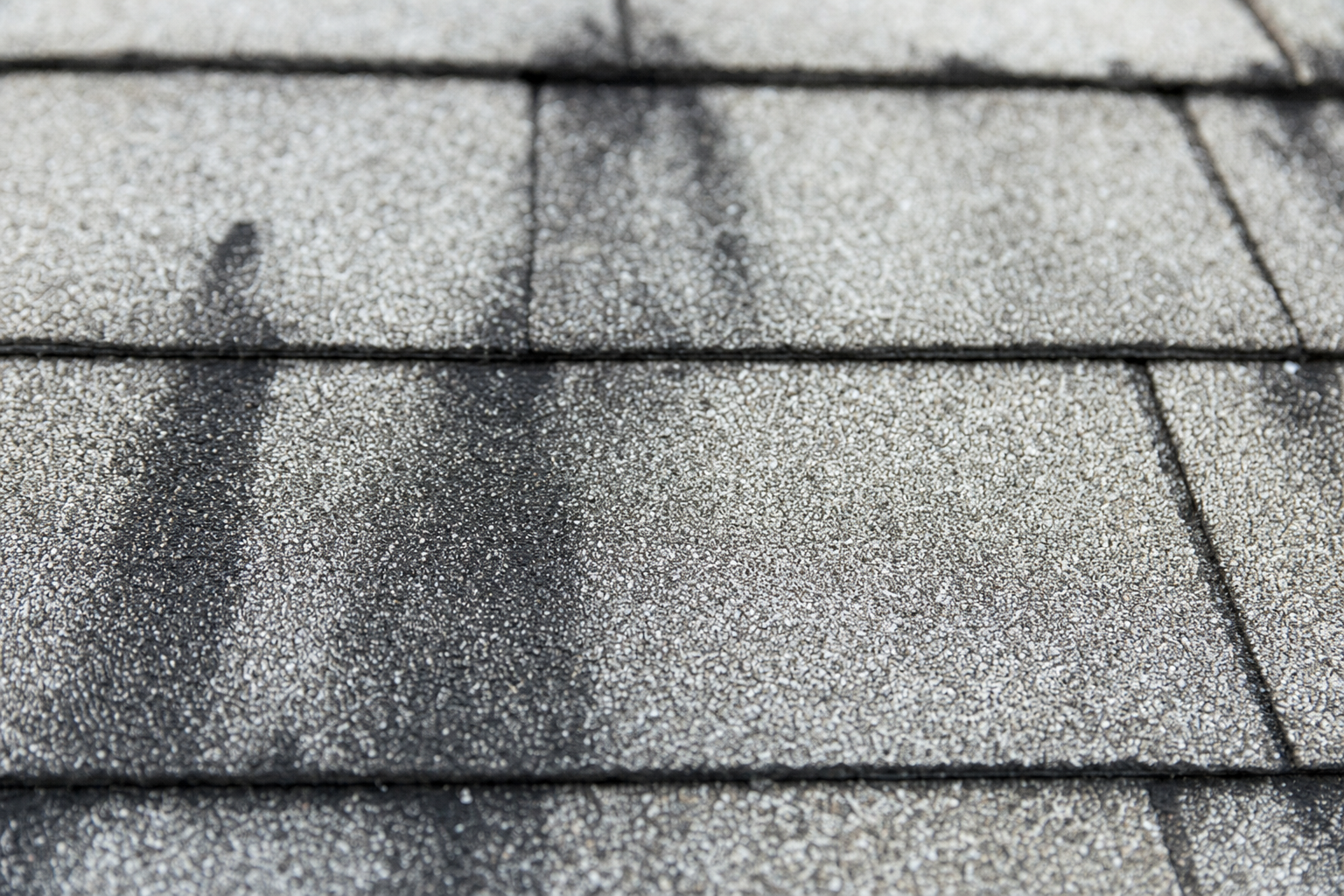 Extreme close-up of gloeocapsa magma black algae streaks on asphalt shingles — the target of a professional soft wash
