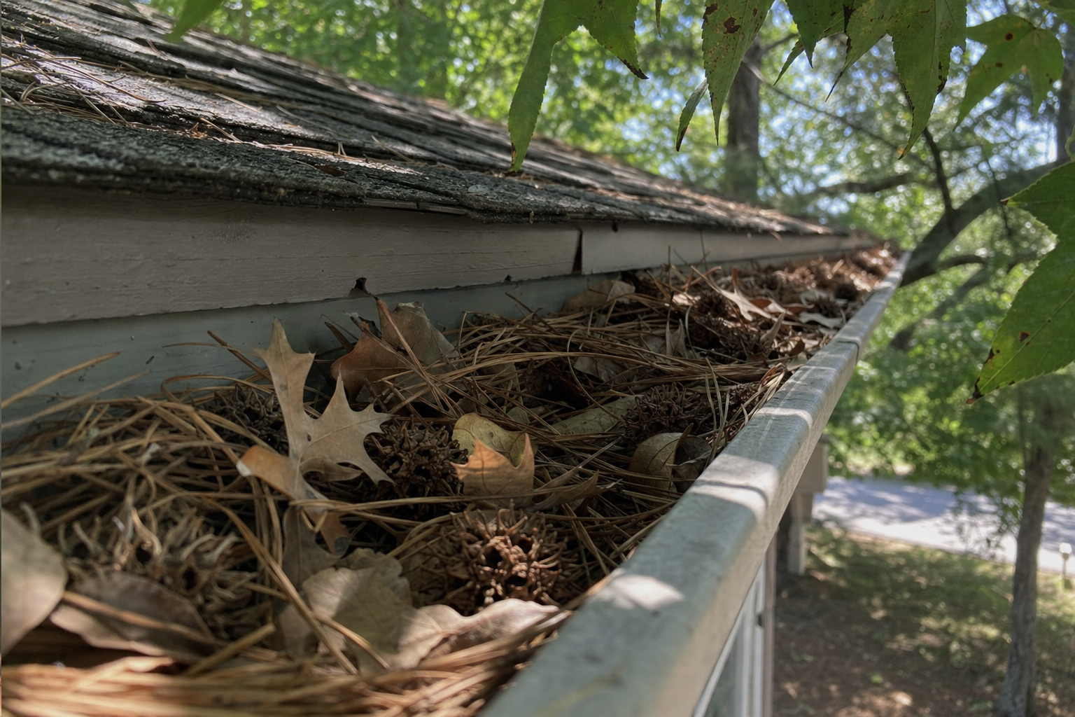 Residential rain gutter overflowing with pine needles, oak leaves, and sweetgum balls under tree canopy