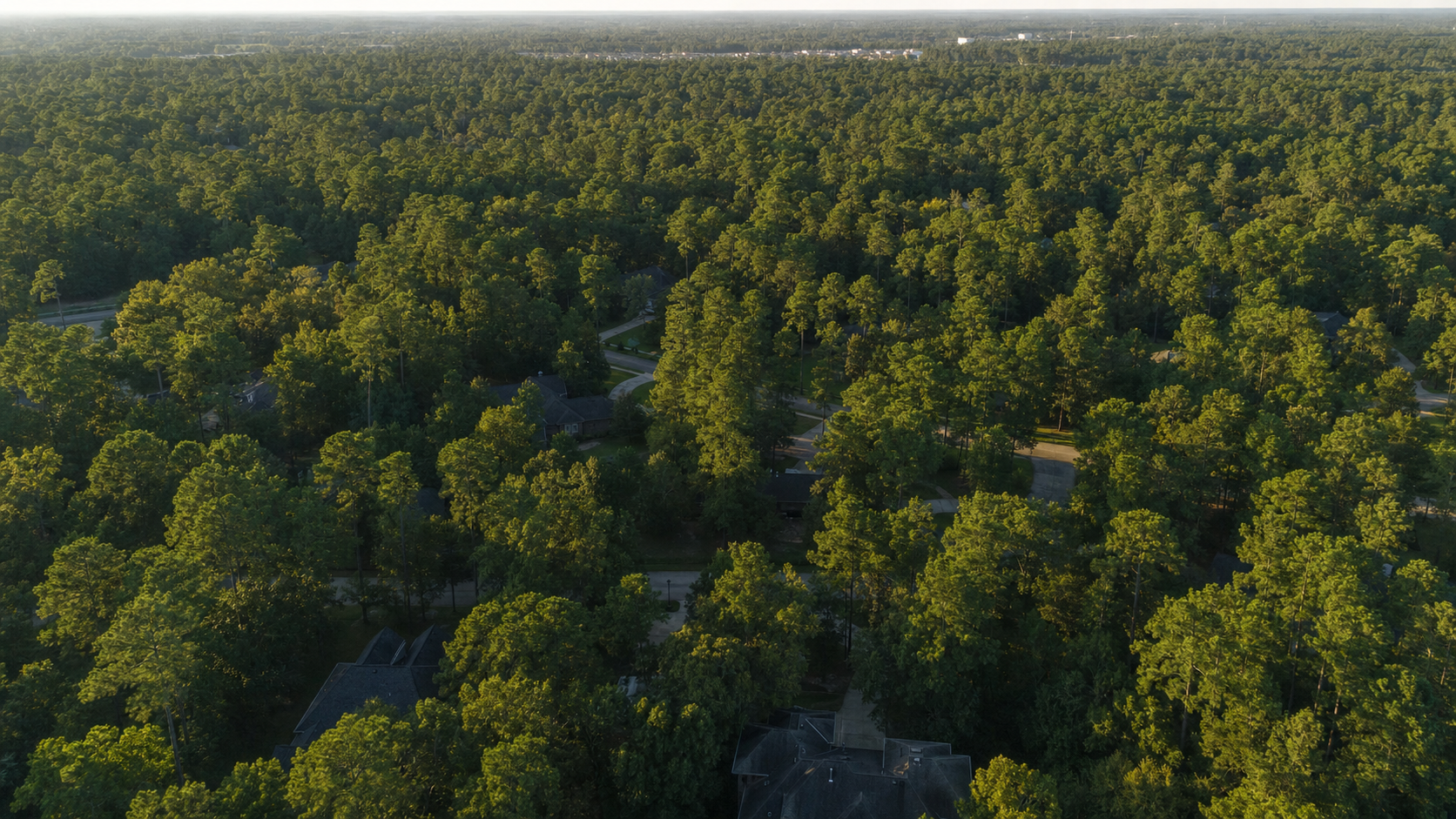 Aerial view of a Kingwood Texas neighborhood hidden beneath a dense loblolly pine and oak tree canopy