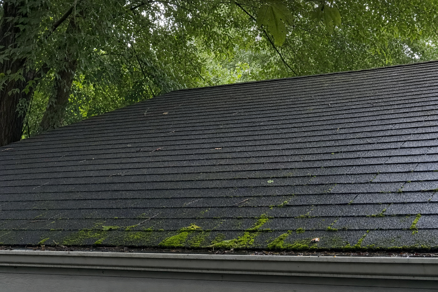 Shaded asphalt shingle roof with algae streaks and moss at the eave in a heavily wooded Kingwood Houston neighborhood