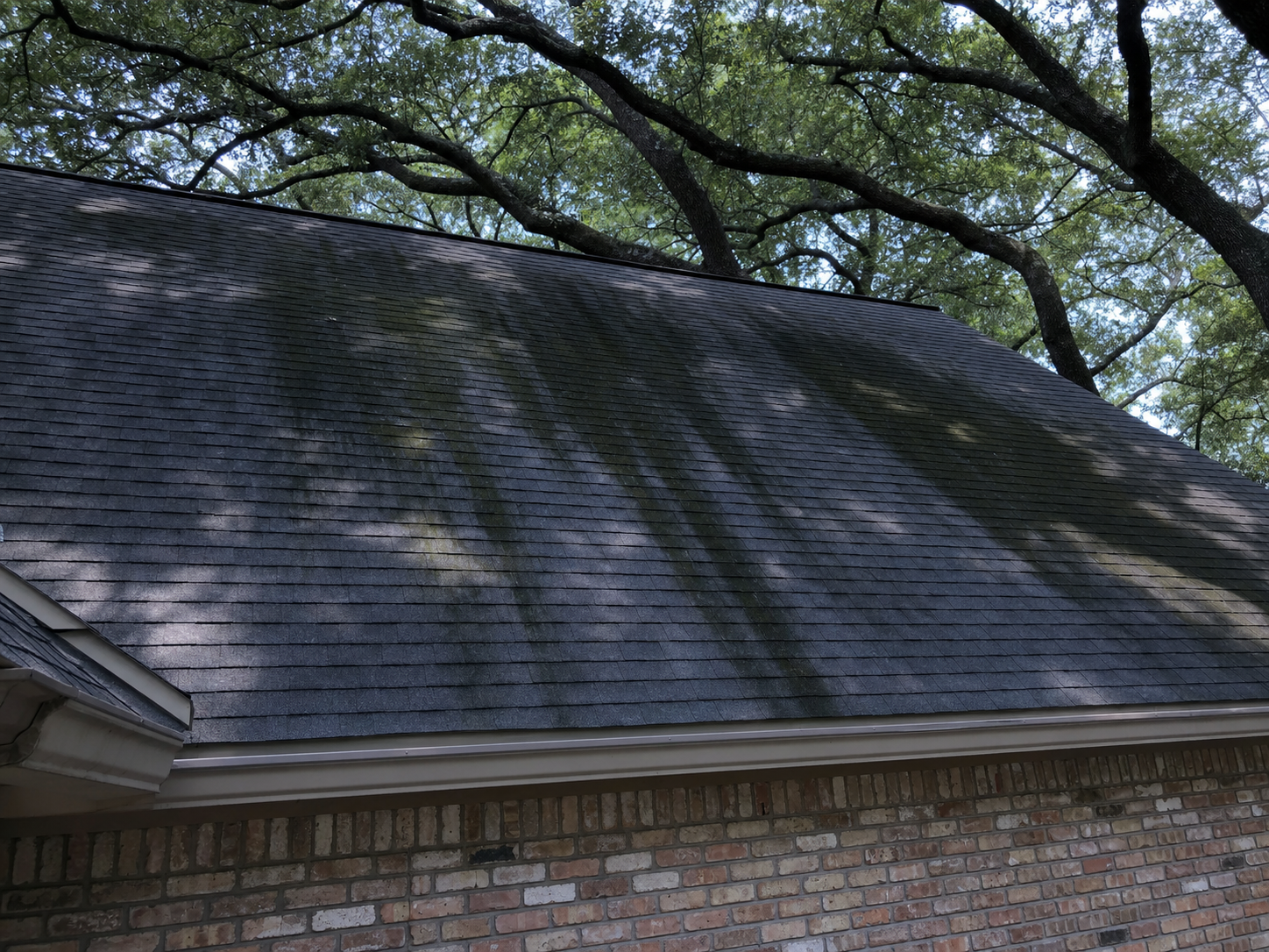 Shaded section of an asphalt shingle roof in a Memorial Houston lot with green-black algae streaking on the north slope