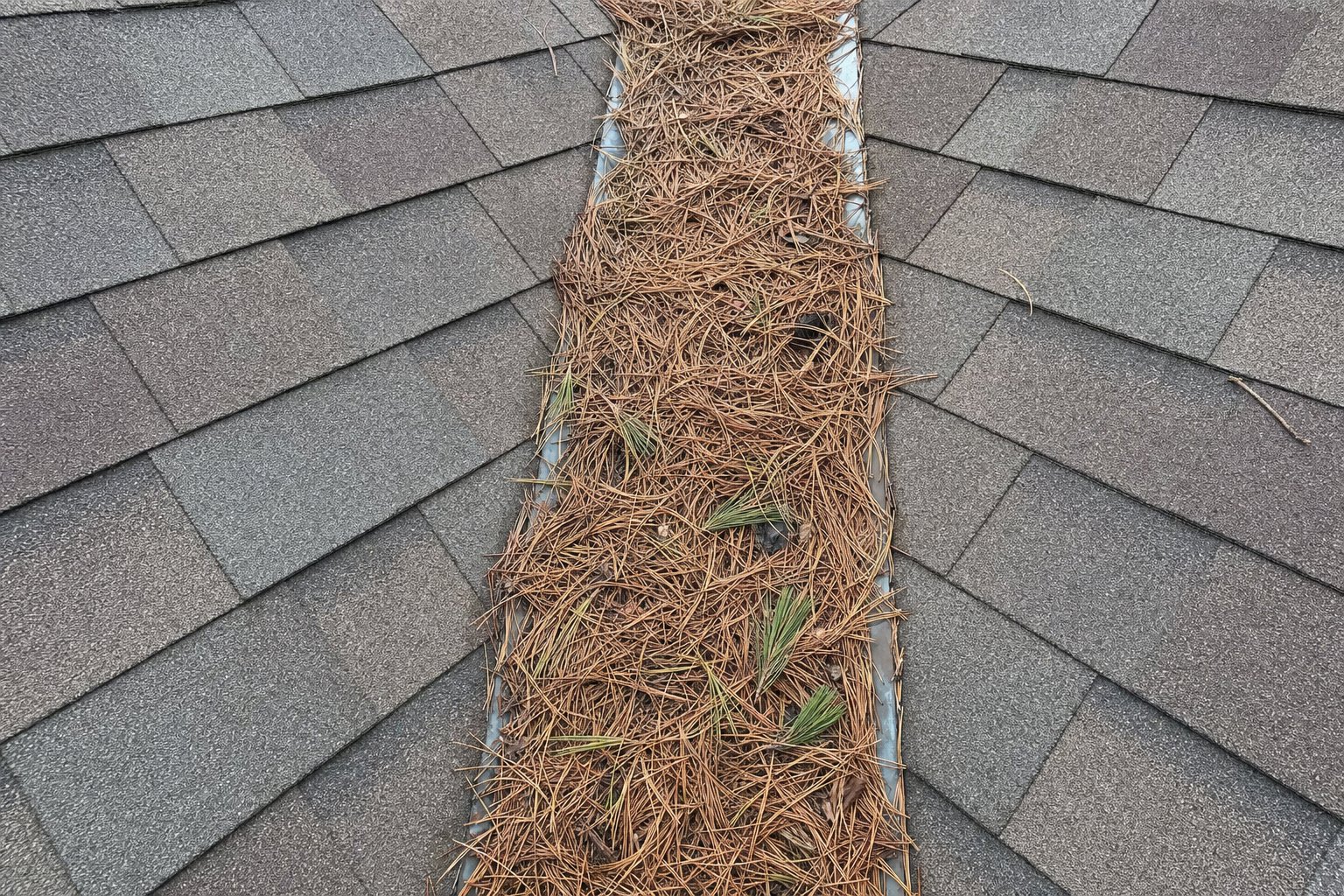 Asphalt shingle roof valley in The Woodlands packed with a thick mat of brown pine needles trapping moisture against the metal valley